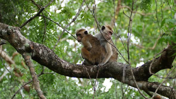 Two monkey in a tree at Minneriya national park