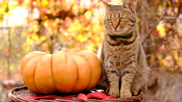 Cute Stripped Grey Cat Sitting and Looking Around Near Ripe Orange Ginger Beautiful Pumpkin for
