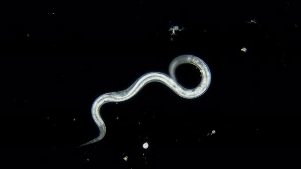 Nematode Worm, Parasite, Pest and Fish Food, Under a Microscope