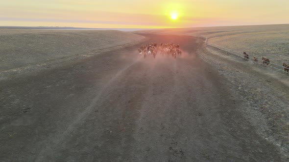 Wild Horses Running