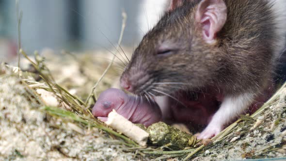 Grey Rat with Newborns