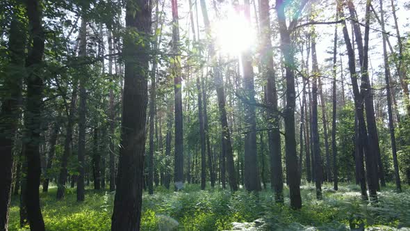 Trees in the Forest By Summer Day