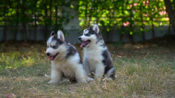 Two Siberian Husky Puppies Sitting In The Park