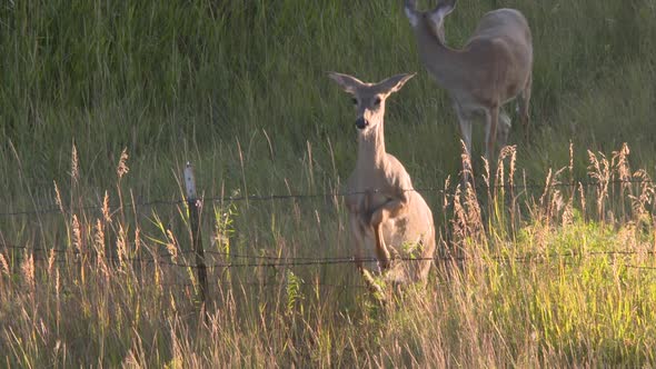 whitetail deer, bucks and does, in Montana. high speed and slow motion