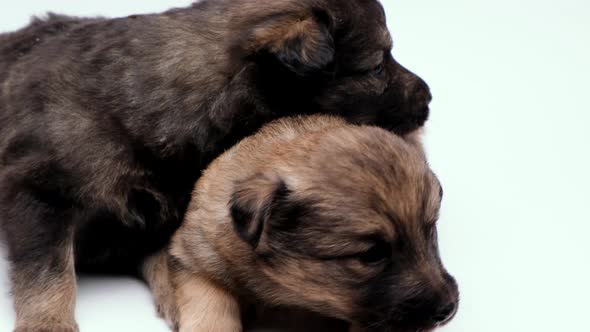 Two Little Cute Puppies Looking in Different Directions on White Background