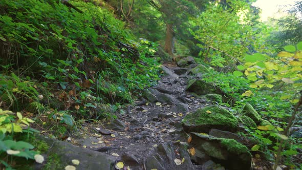 Walking Along a Narrow Path in a Fairy Forest. Green Forest Nature Background. Outdoor Walks and a