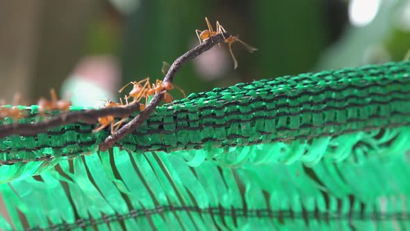 Large Red Weaver Ants Exploring Some Green Plastic Netting