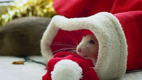 White rat in christmas stocking