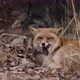 Cute and funny red fox yawning, slow motion close up - VideoHive Item for Sale