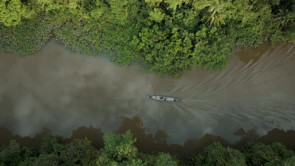 Tourist Riding An Indigenous Boat Sailing Across The Amazon River Forest In Ecuador. Aerial Topdown