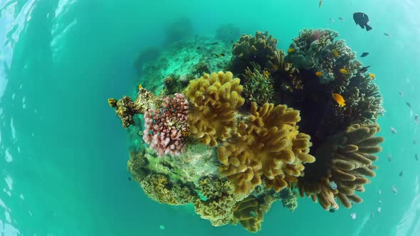 Coral Reef and Tropical Fish. Panglao, Philippines.