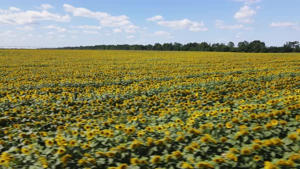 Large Field with Sunflowers on a Sunny Summer Day