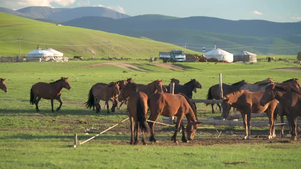 Horse Breeding and Herd of Free Horses Running in Mongolia