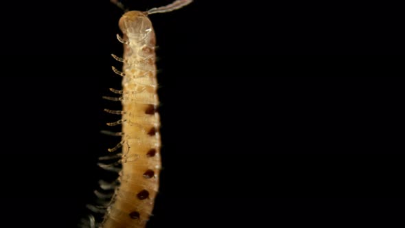 Diplopoda Millipede Under the Microscope