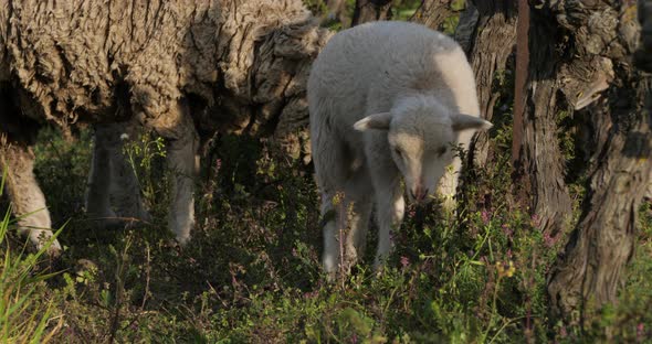Domestic sheeps ( merinos d Arles), grazing in the vineyards, Occitanie, France
