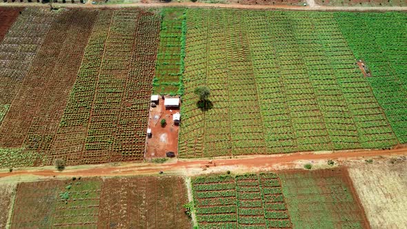 Loitokitok-Kenya-March 2021:-Loitokitok, Kenya. Food production in Africa Kenya by farmers. poor far