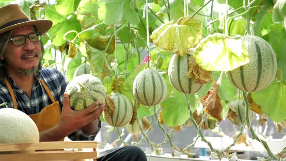 Gardener is harvesting melons in a greenhouse farm