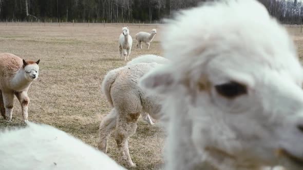 Closeup of an Alpaca on a Farm on a Clear Sunny Day