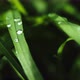 Green Grass with Dew Drops After Rain - VideoHive Item for Sale