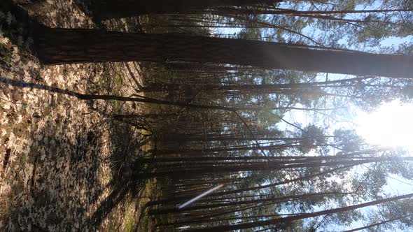 Vertical Video of the Forest Landscape Slow Motion