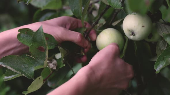Close p of farmer's male hands picks red apple from branch in autumn garden.
