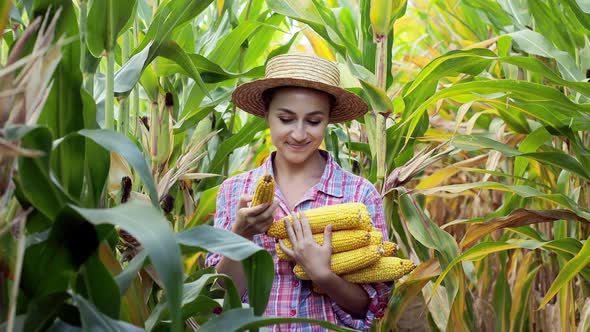 Farmer harvesting sweet corn cobs in corn field