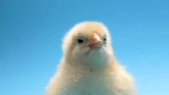 Head of Newborn Poultry Yellow Chicken Beak on Blue Studio Background