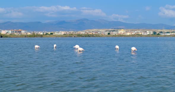 Pink Flamingos Eating, in Front of the City of Cagliari, Sardinia, Italy