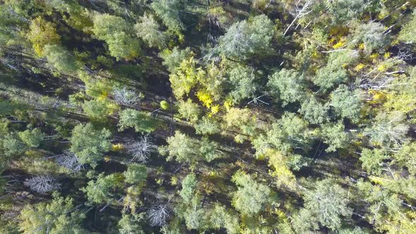 AERIAL Flying Over the Beautiful Autumn Forest