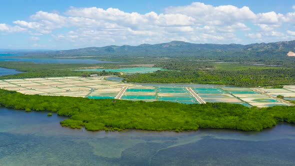 The Shrimp Farming in Philippines.