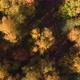 Aerial View at Autumn Mixed Forest at Day - VideoHive Item for Sale