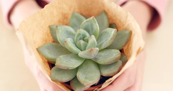 Woman holding Succulent plant