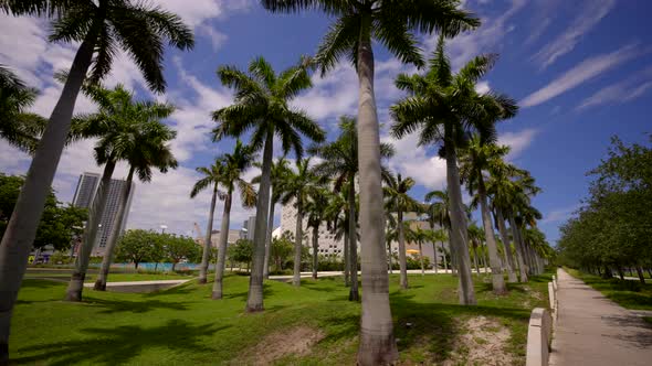 Palms At Park Scene Downtown Miami Florida Usa
