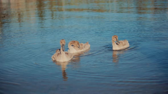 Gray Swan On Lake.Young Swan On Lake. Baby Swan On River Pond.Gray Or Brown Swans On The River