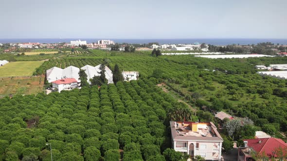 Orange plantations. Flying over citrus green orchard