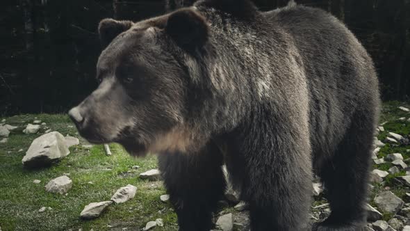 Large Adult Brown Bear Rests Close Up View