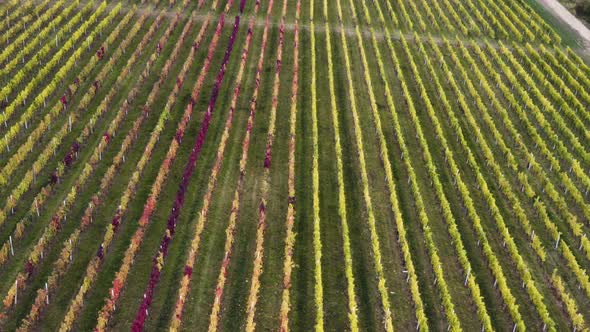 Colorful grapevine vineyard above a village in autumn, Czechia, drone.