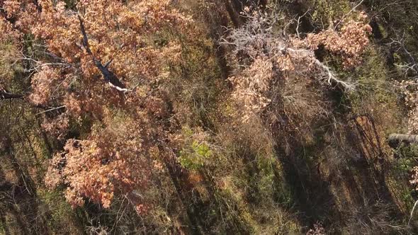 Vertical Video Autumn Forest with Trees in Ukraine Slow Motion