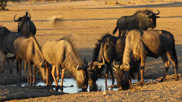 Blue Wildebeest Drinking Water 