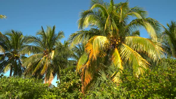 Tropical palm tree video