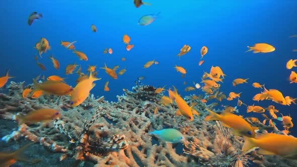 Tropical Table Coral Lion-Fish