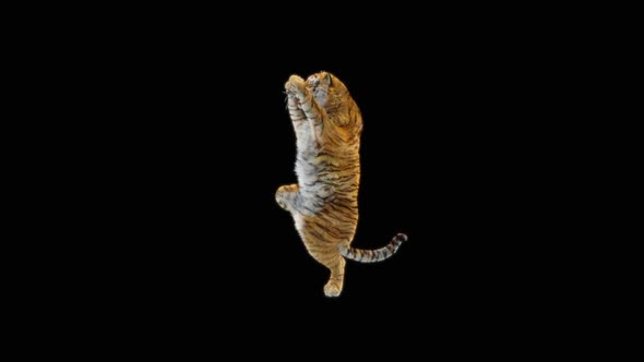 Tiger Dancing HD