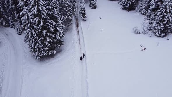 Walking In Snowy Forest Aerial View