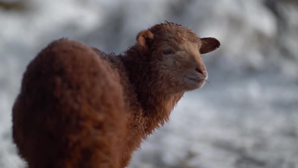 Newborn Little Lamb Outdoor in Winter