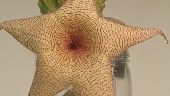 Beautiful Nature Design Of Large Cactus Flower