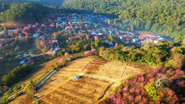 Aerial view of the village on the hill, Wild Himalayan Cherry (Prunus cerasoides) tree