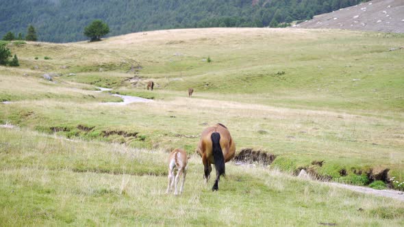 Horse and foal walking in green meadow