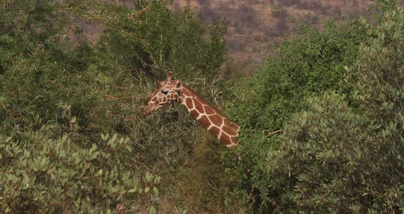 Reticulated Giraffe, giraffa camelopardalis reticulata, Samburu park in Kenya, Real Time 4K