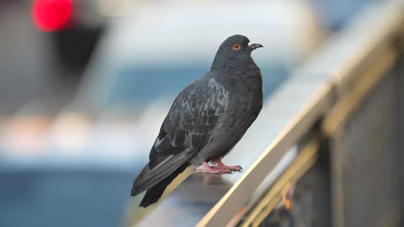 Beautiful Gray Dove Sitting on Railing and Looking Around. Blurry Background of a Busy Street. Close