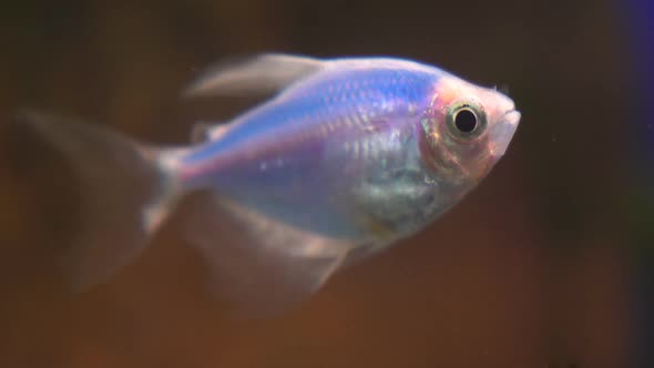 Blue Ternary Genetically Modified Fish in the Aquarium